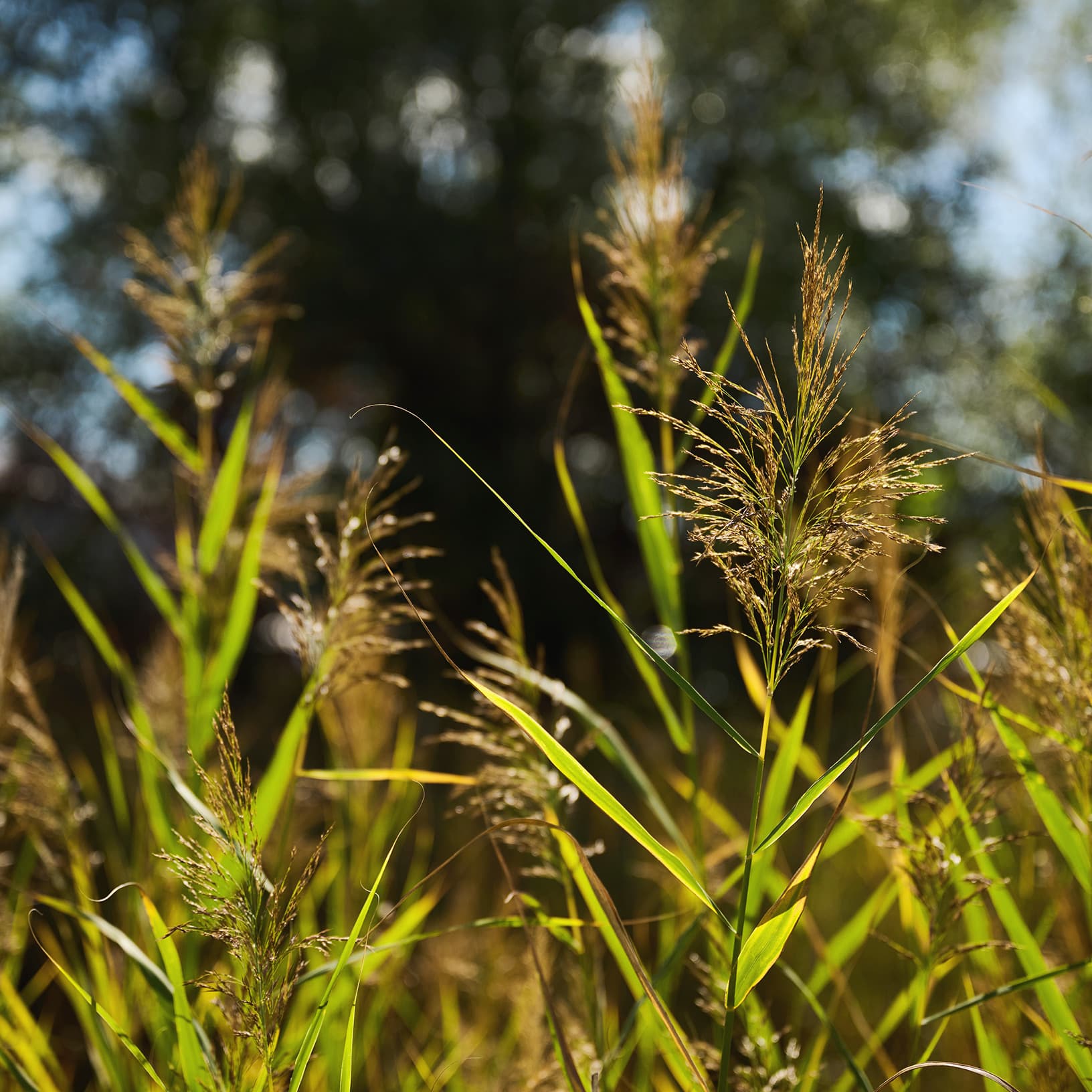 the-yards-ried-graeser-sonnenlicht
